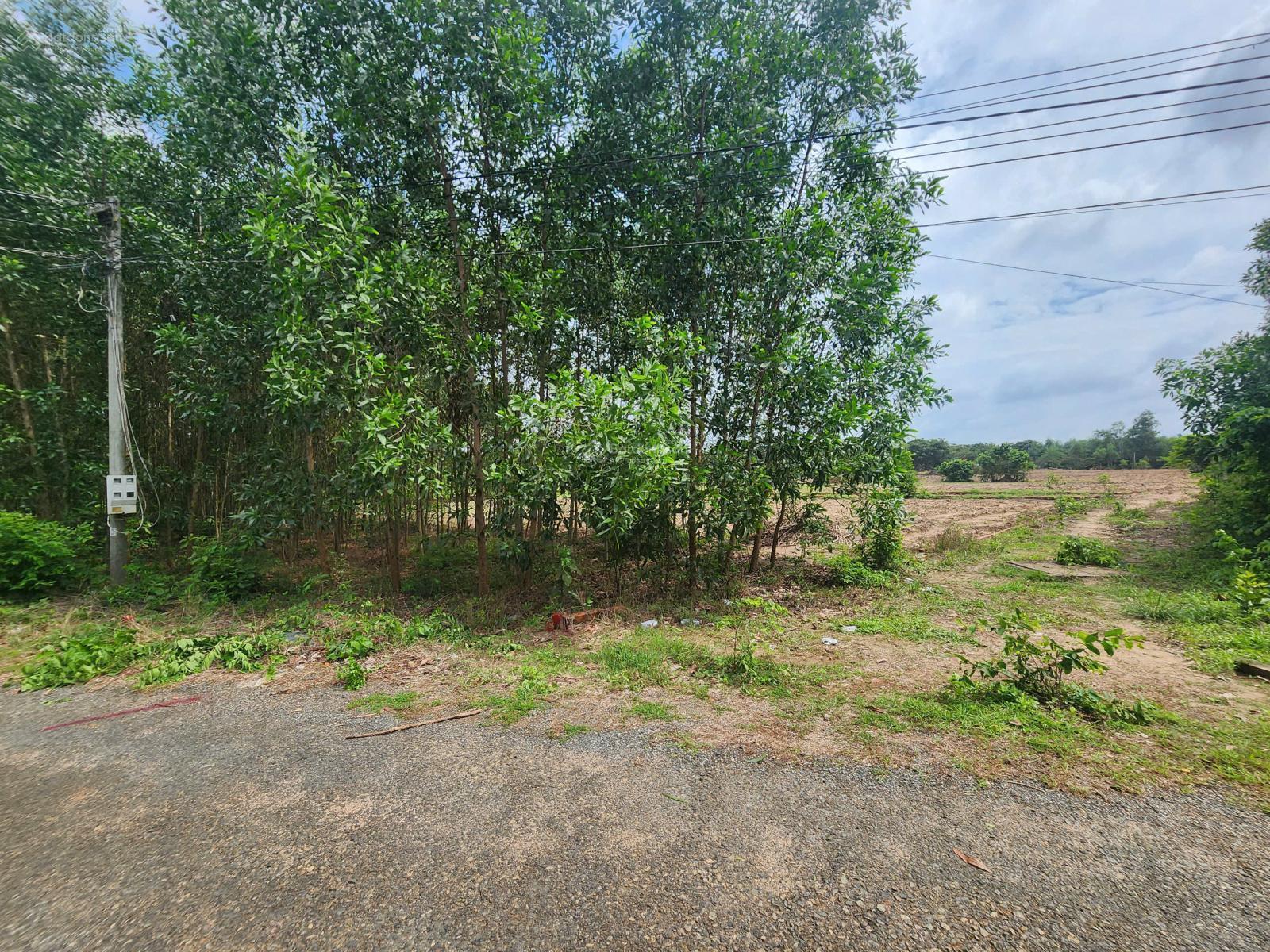 Bán gấp lô đất khá vuông vức, MT nhựa 5m, Hắc Dịch, TP Phú Mỹ, BRVT