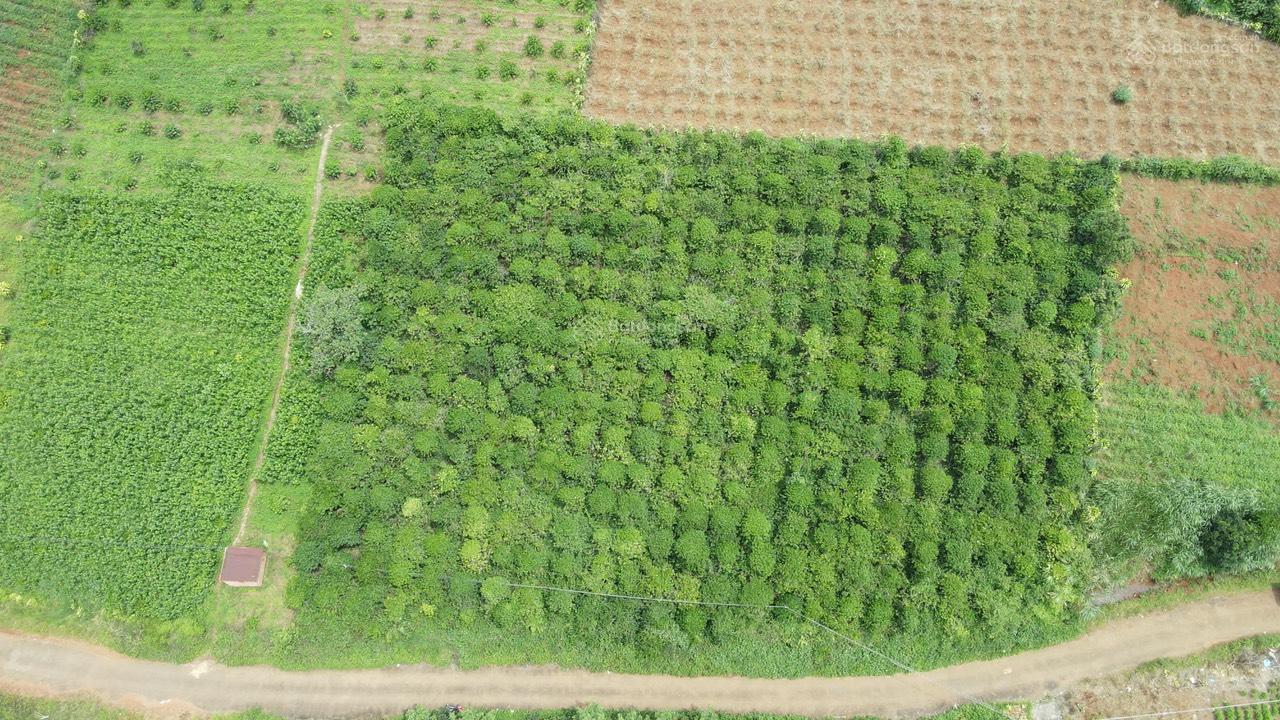 Đất thổ cư mặt đường chính liền kề dự án Bảo Lộc, view đẹp