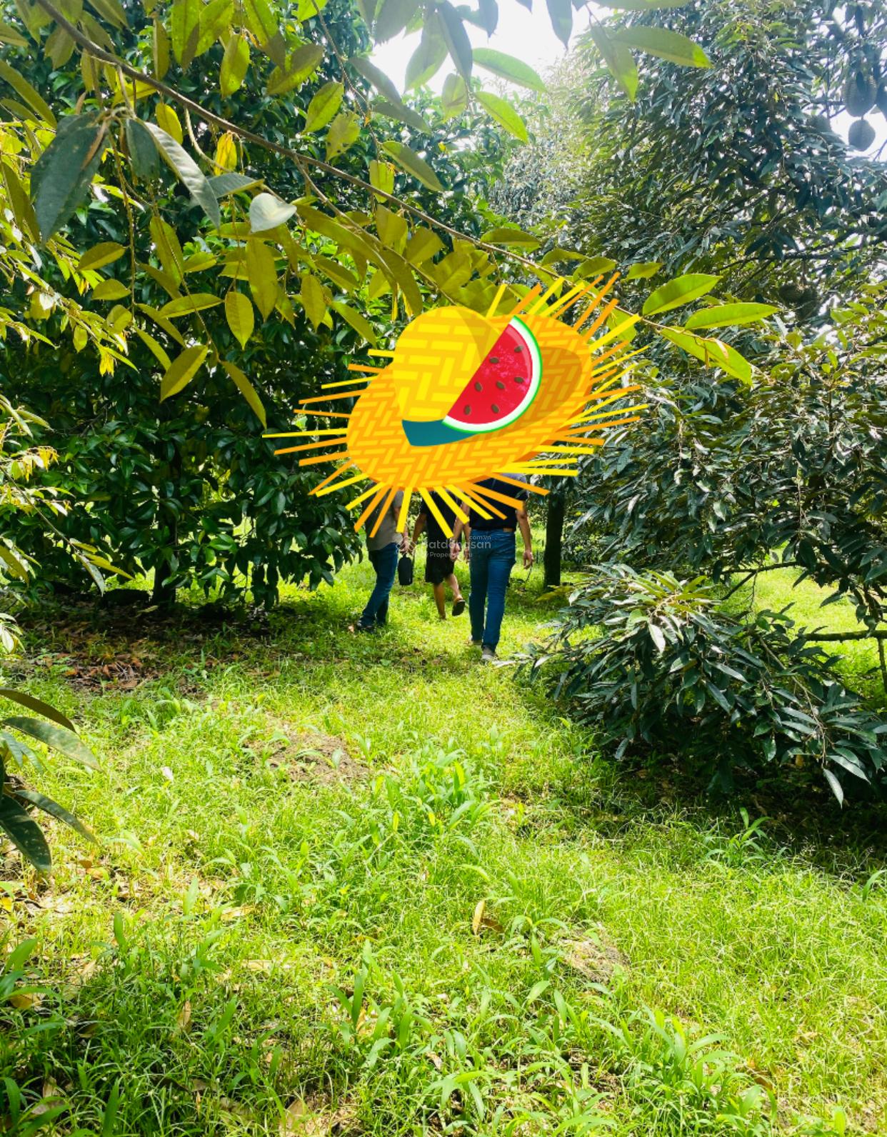 Bán 3000m2,đất phủ hồng,có thổ cư,vườn cây ăn quả mặt tiền bê tông p hàng gòn đồng nai Bán 3000m2,đất phủ hồng,có thổ cư,vườn cây ăn quả mặt tiền bê tông p hàng gòn đồng nai