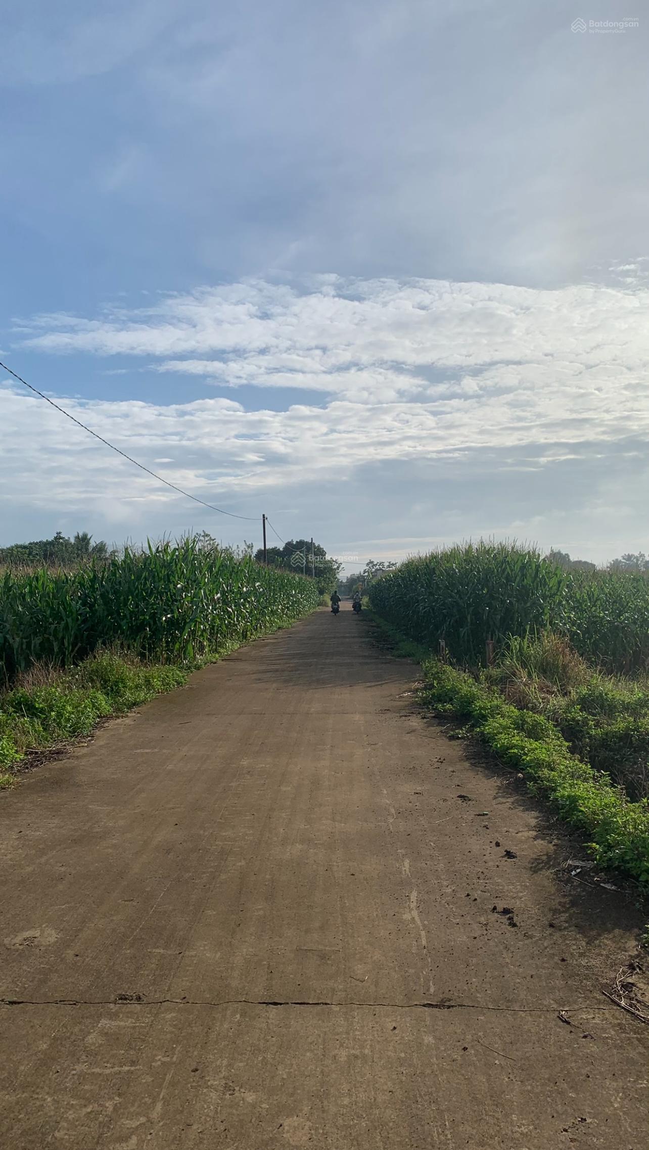 Bán 1500m2 Sông Thao sổ riêng giá 790 triệu cực rẻ rẻ rẻ Bán 1500m2 Sông Thao sổ riêng giá 790 triệu cực rẻ rẻ rẻ