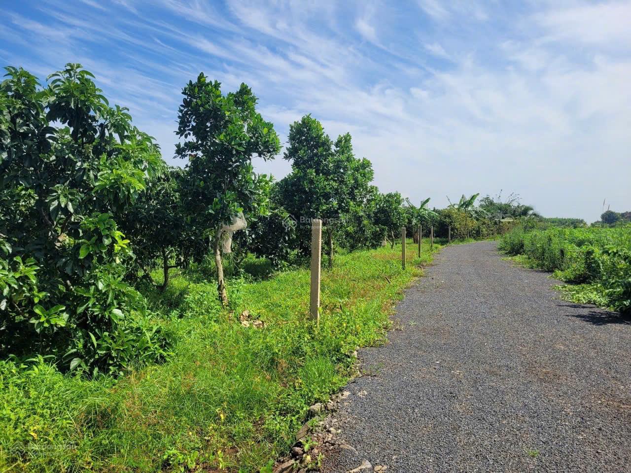 Lô đất đẹp ngay đường ĐT 52, thị trấn Đất Đỏ, Bà Rịa Vũng Tàu giá chỉ 1,8 tỷ