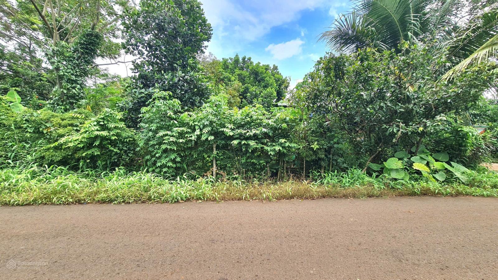 Bán rẻ vườn trái cây 1336m2, có 100m2 thổ cư. Mặt tiền đường nhựa tại Sông Ray, Cẩm Mỹ, Đồng Nai