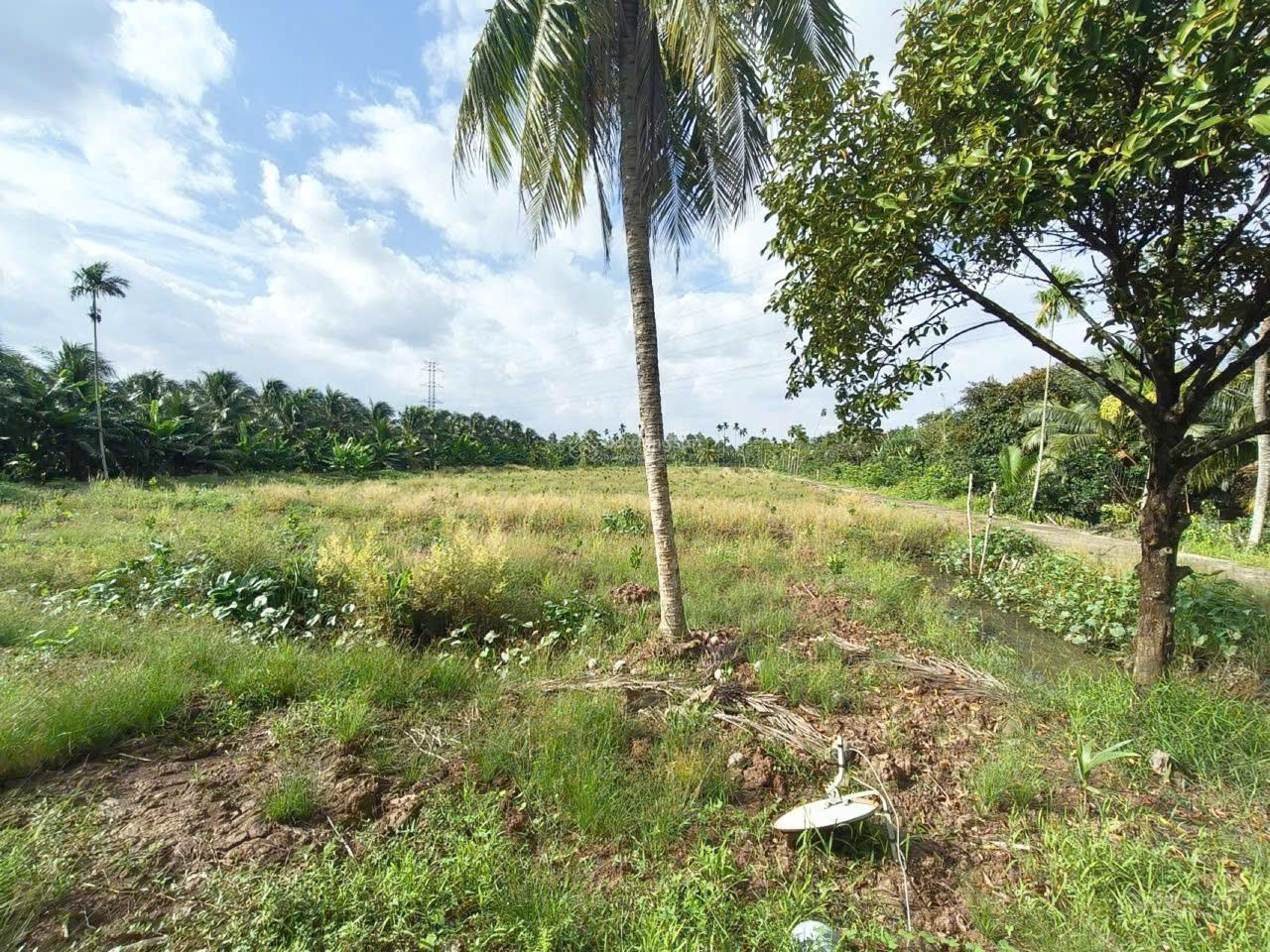 Siêu phẩm đất vườn 15,579m2 có nhà vườn 3PN sát cầu Rạch Miễu 2 (800m) mới thông xe