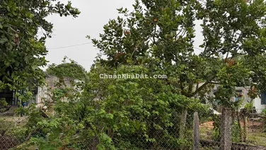 Bán Đất Xã Bông Trang Xuyên Mộc HCM Dt: 306m2 ngang 10mx30m có 80m2 thổ cư,gần bãi tắm bông trang