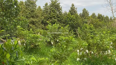 Bán đất Mương Điều, Mỹ Lợi A, Cái Bè