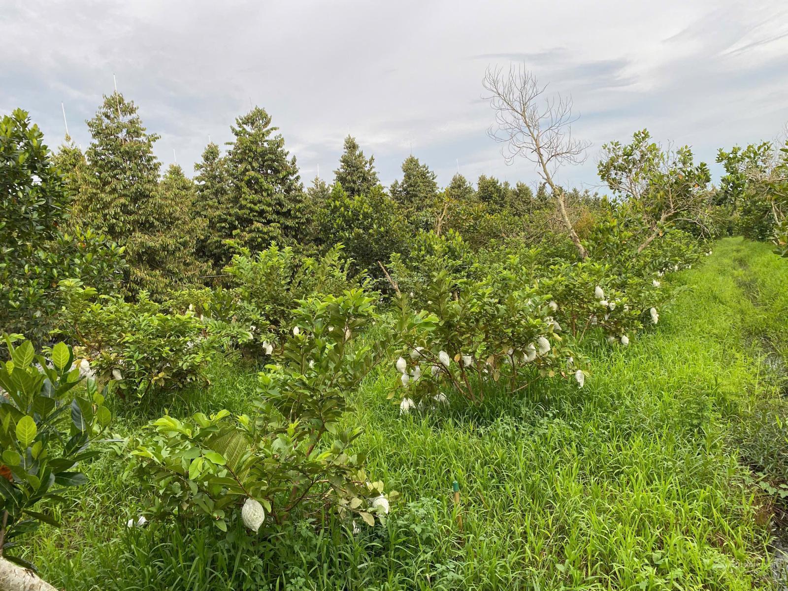 Bán đất Mương Điều, Mỹ Lợi A, Cái Bè