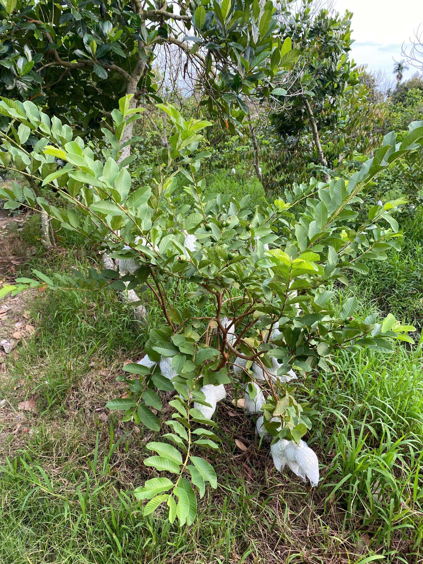 Bán đất Mương Điều, Mỹ Lợi A, Cái Bè