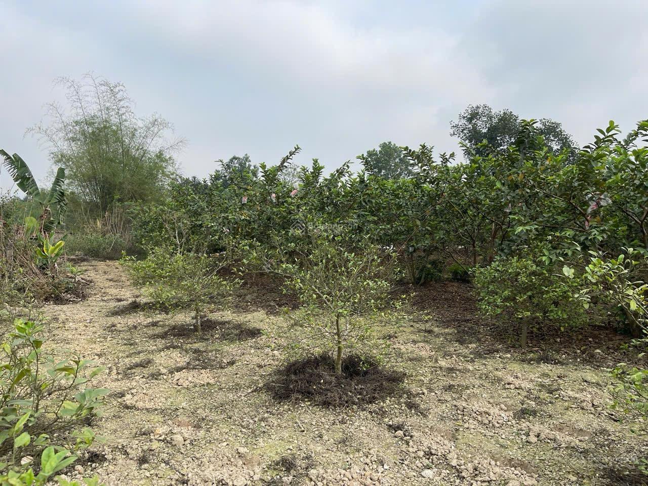 Cần chuyển nhượng 4000m2 tại Lương Sơn Hoà Bình cũ. Giá 3,5tr/m2