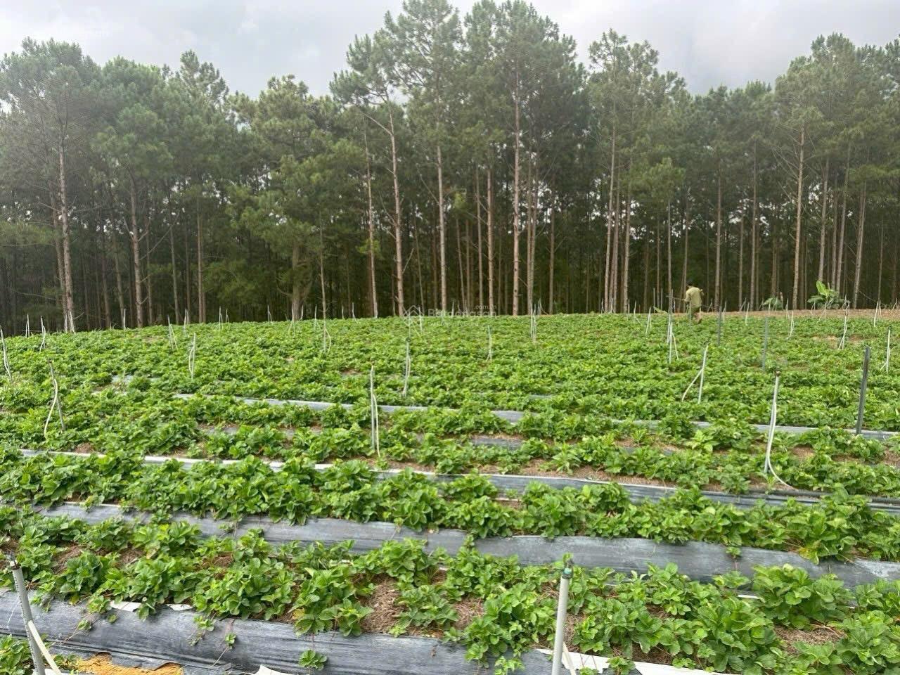 View săn mây đất đẹp xã Lát, Lạc Dương 2100m2 chỉ 1,6 tỷ, đường ô tô, thích hợp làm farms