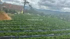 View săn mây đất đẹp xã Lát, Lạc Dương 2100m2 chỉ 1,6 tỷ, đường ô tô, thích hợp làm farms