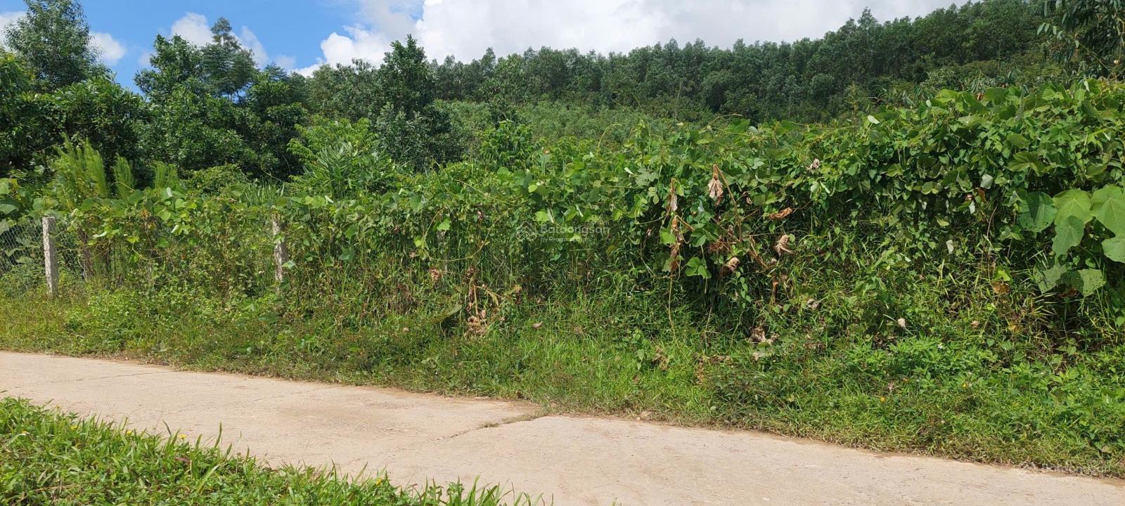 Đất xây nhà vườn đẹp đường oto thông, 1100m2 có 150m2 đất ở ngang 21m.