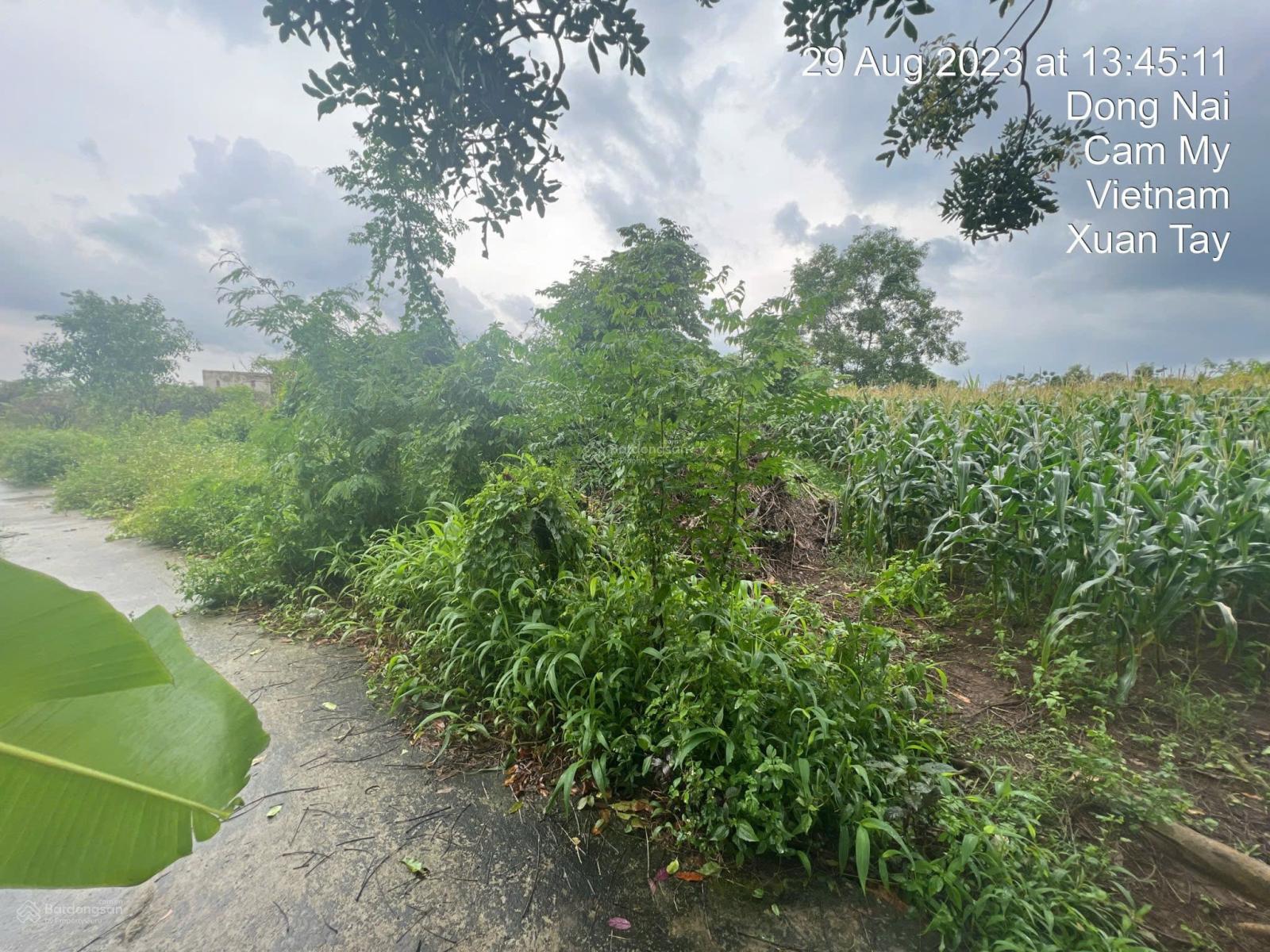 Ngân hàng thanh lý 3264m2 đất tại Xuân Tây, Cẩm Mỹ, Đồng Nai