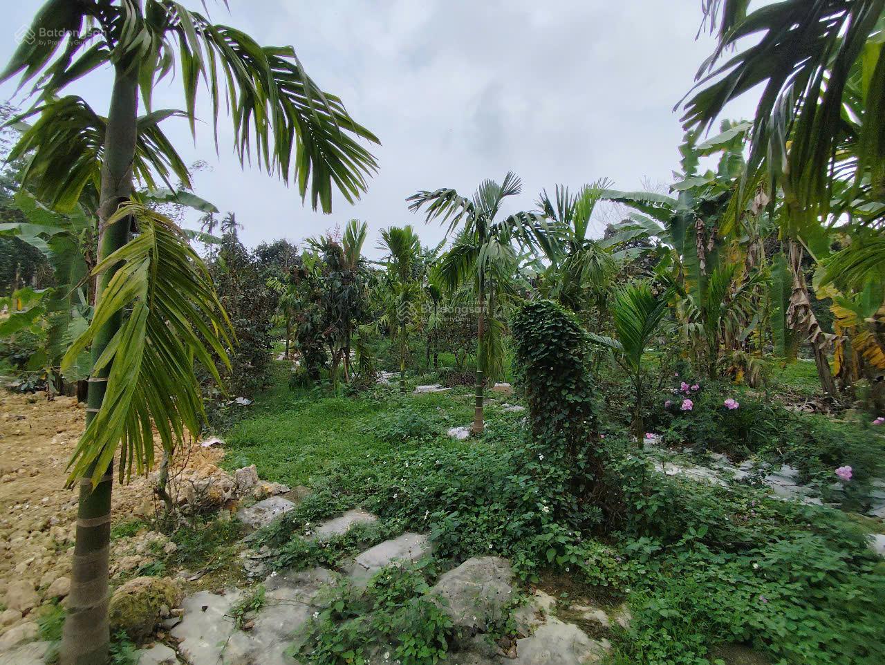 Mảnh đất nghỉ dưỡng Ba Trại sẵn khuôn viên nhỏ xinh, có ao, vườn cây ăn trái gần đường TL-chợ- trạm