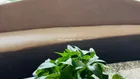 HOT! Bán gấp căn hộ 2 phòng ngủ Waterina Suite Thạnh Mỹ Lợi Quận 2 có sổ giá rẻ nhất 8,75 tỷ full