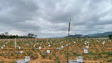 Bán trang trại khu nghỉ dưỡng đẹp tại Xã Tây Trạch, Bố Trạch, Quảng Bình, 4,9 tỷ, 47.735 m2