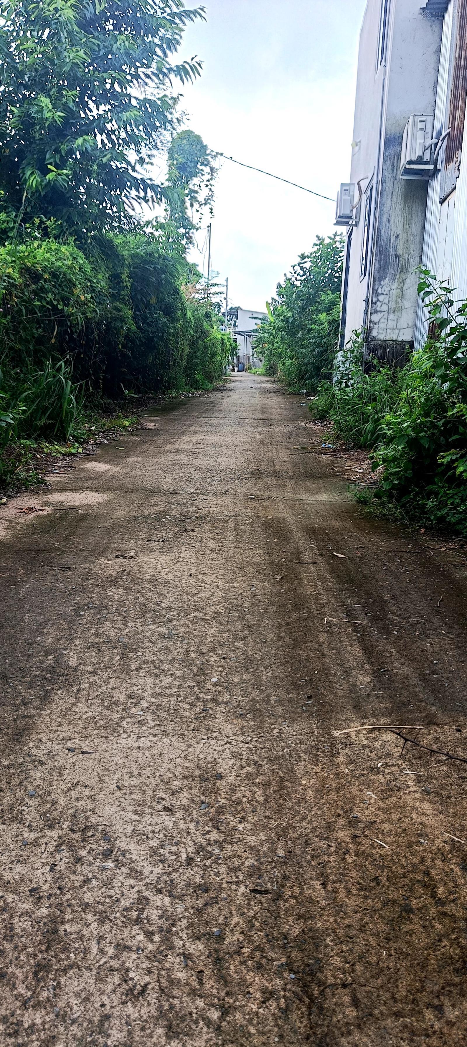 Vườn nhãn trĩu trái thị trấn Phước Bửu Xuyên Mộc (Xã Hồ Tràm TPHCM)cách Hồ Tràm 7km