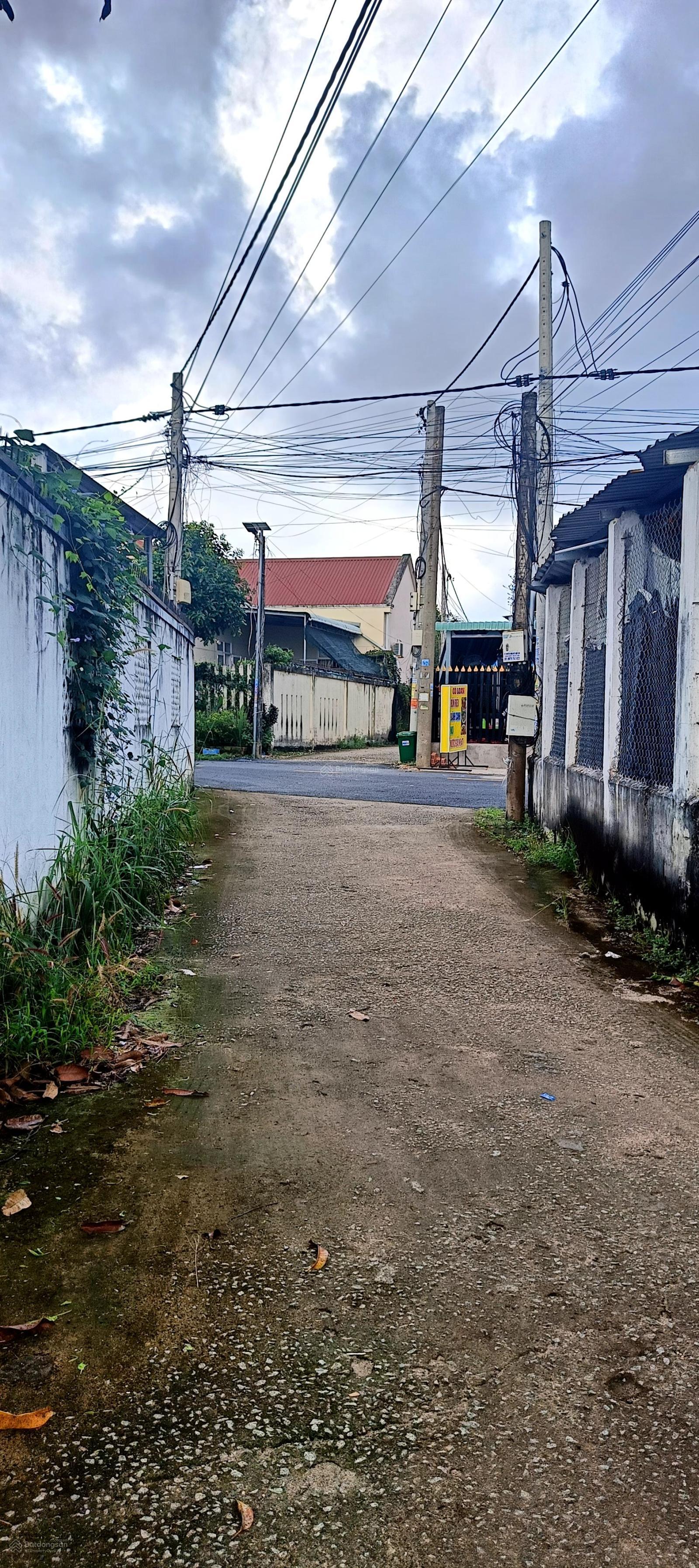 Vườn nhãn trĩu trái thị trấn Phước Bửu Xuyên Mộc (Xã Hồ Tràm TPHCM)cách Hồ Tràm 7km