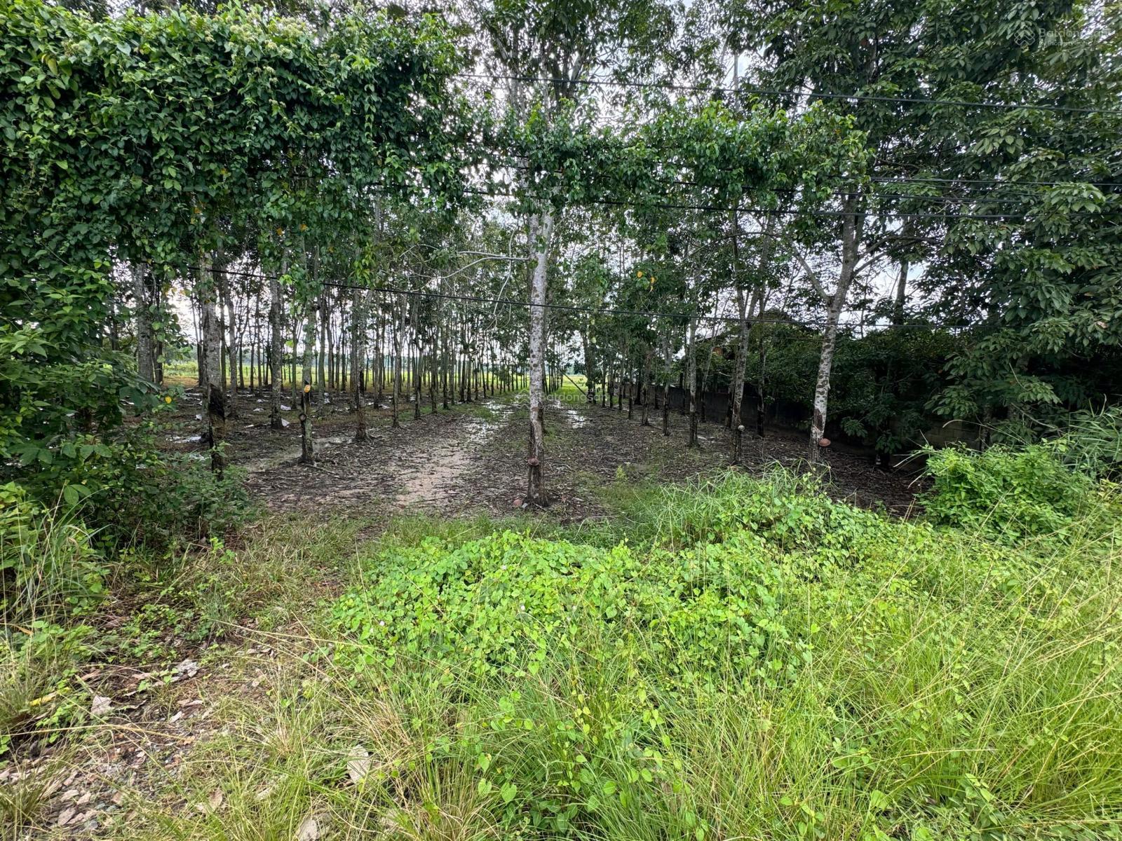 Đất chính chủ gủi cần bán gấp thuộc xã Nhuận Đức Huyện Củ Chi DT: 16 x 95m