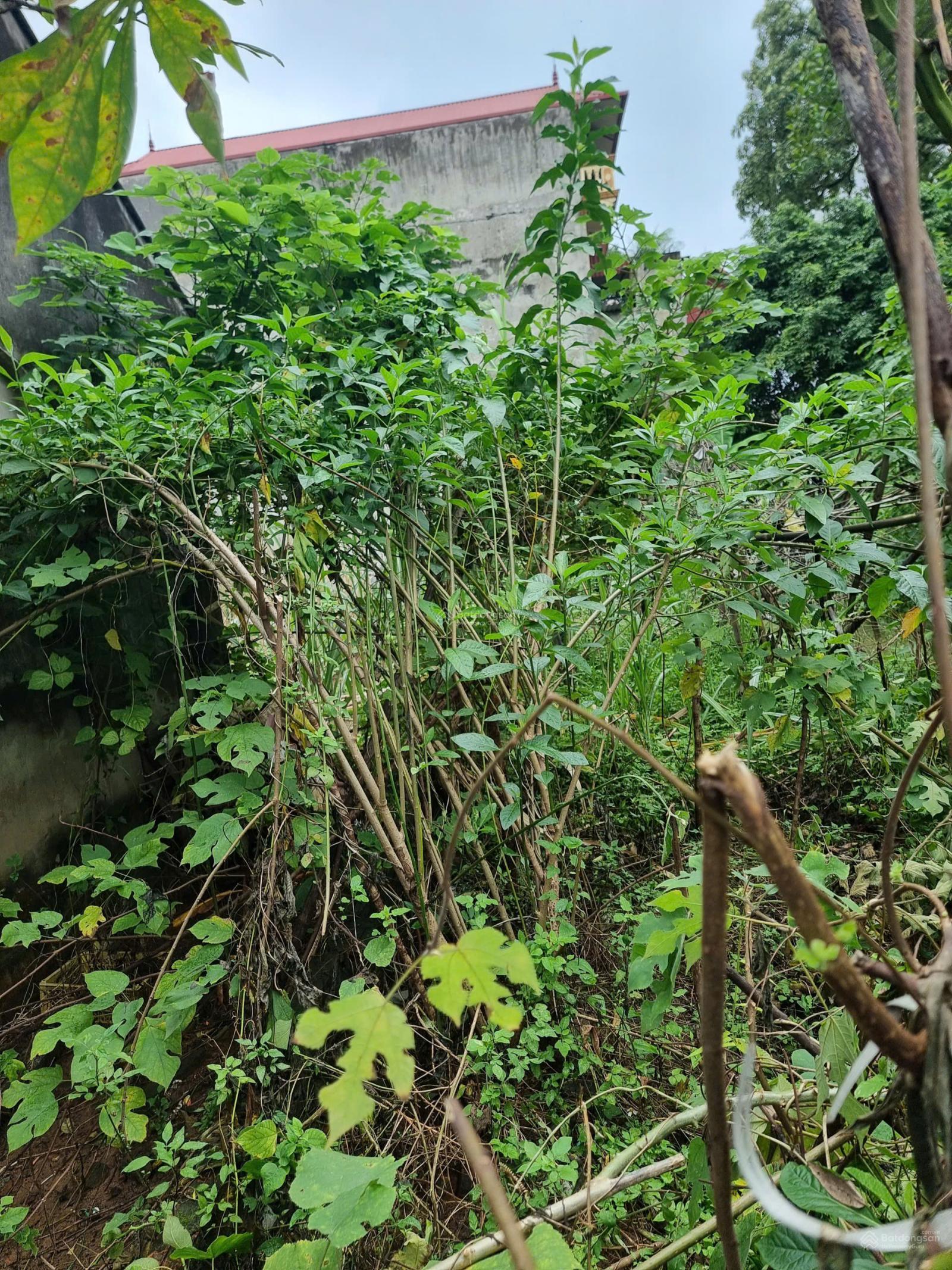 Chính chủ cần bán đất thổ cư thôn Phúc Thọ-xã Mai Lâm-Đông Anh-Hà Nội 80m2, MT5.5m, ôtô vào, 8.8 tỷ