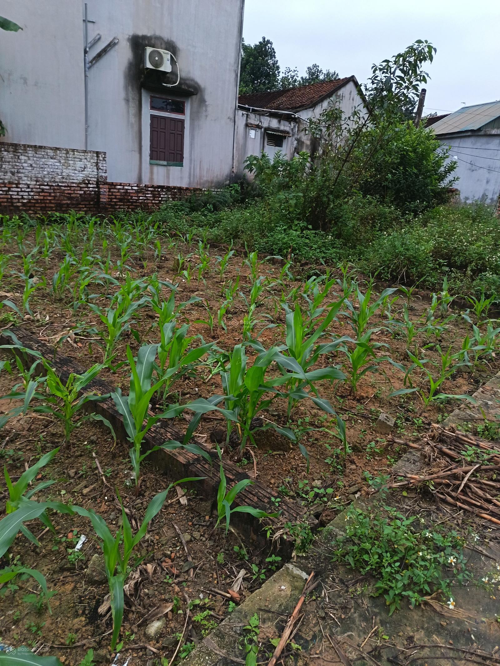 Hàng hiếm chỉ còn 1 lô giá 1,9 tỷ, 60m2 tại khu công nghệ cao Hòa Lạc. LH 0962 783 ***