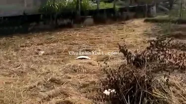 Chính chủ cần bán lô đất mặt tiền đường Tân Hội gần Bàu Sen và đường DT823.