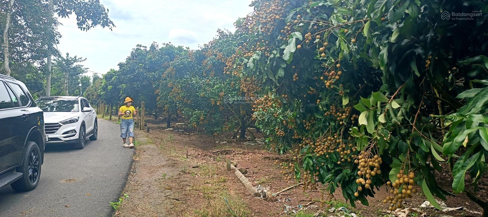 Vườn nhãn thái 1003m2 phủ hồng đất ở 980tr