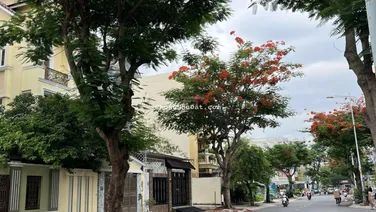 Bán lô 8x22 m - 176m2, mặt tiền đường 56, KDC Đông Thủ Thiêm, vị trí siêu đẹp đẹp giá bán 22,7 tỷ