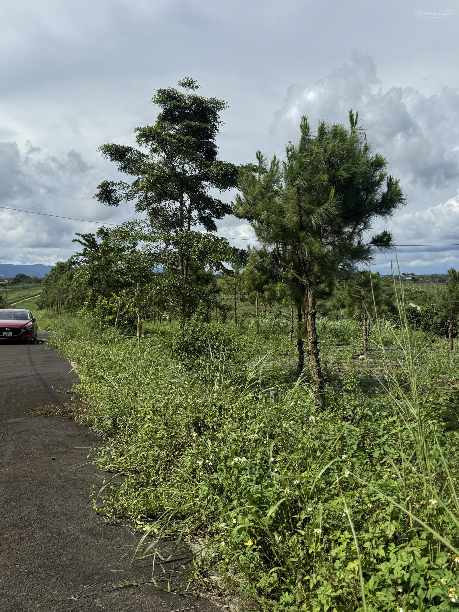 Duy nhất 1 nền giá cực tốt ở Lộc Tân phường 2 Bảo Lộc Duy nhất 1 nền giá cực tốt ở Lộc Tân phường 2 Bảo Lộc