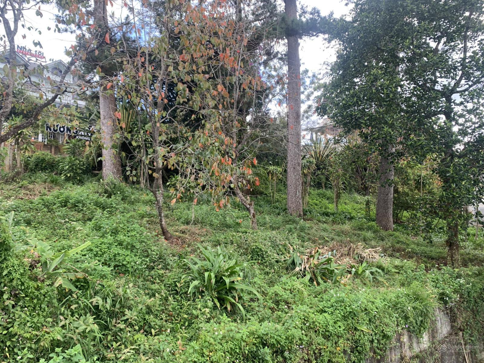 Bán đất xây khách sạn đường Huỳnh Thúc Kháng, phường Xuân Hương, Đà Lạt