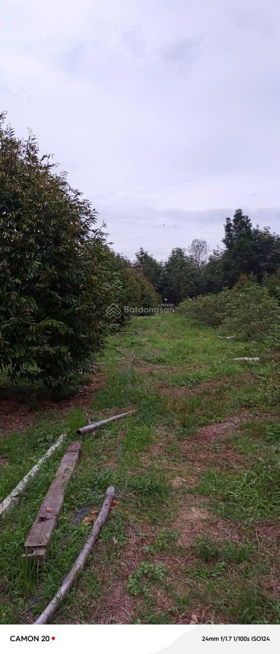 Cần bán gấp nhà vườn tại Bình Dương Cần bán gấp nhà vườn tại Bình Dương