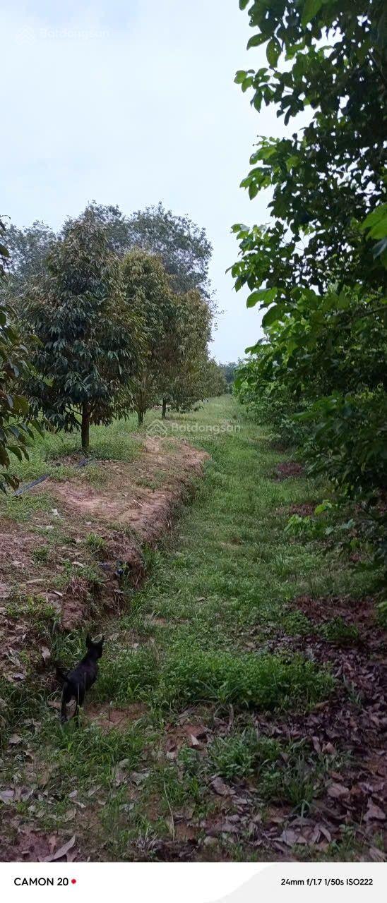 Cần bán gấp nhà vườn tại Bình Dương Cần bán gấp nhà vườn tại Bình Dương