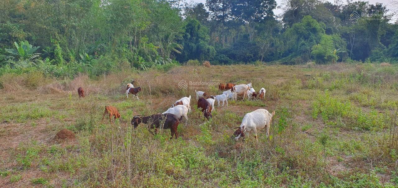 Bán đất Kim Long, Châu Đức, 1 triệu/m², có nhà sẵn, có suối bao quanh, LH 0932 004