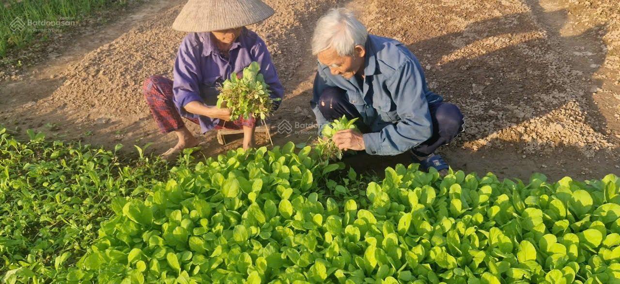 Chỉ với hơn 4 tr/m2 có ngay 360m2 đất nhà vườn giáp đường DH08