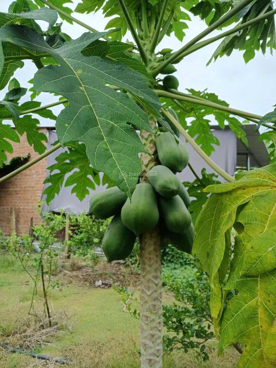 Giảm 500 triệu, bán nhanh, lấy tiền sửa nhà cửa bị lụt, mặt tiền Tỉnh Lộ 2 Diên Thọ, còn 5,1 tỷ