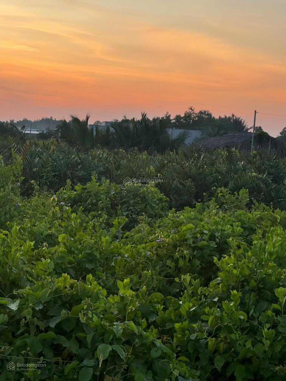 Bán 3500m2 đất mặt tiền Tân Tập, Long Hậu, Cần Giuộc Long An, giá 3tr/m2