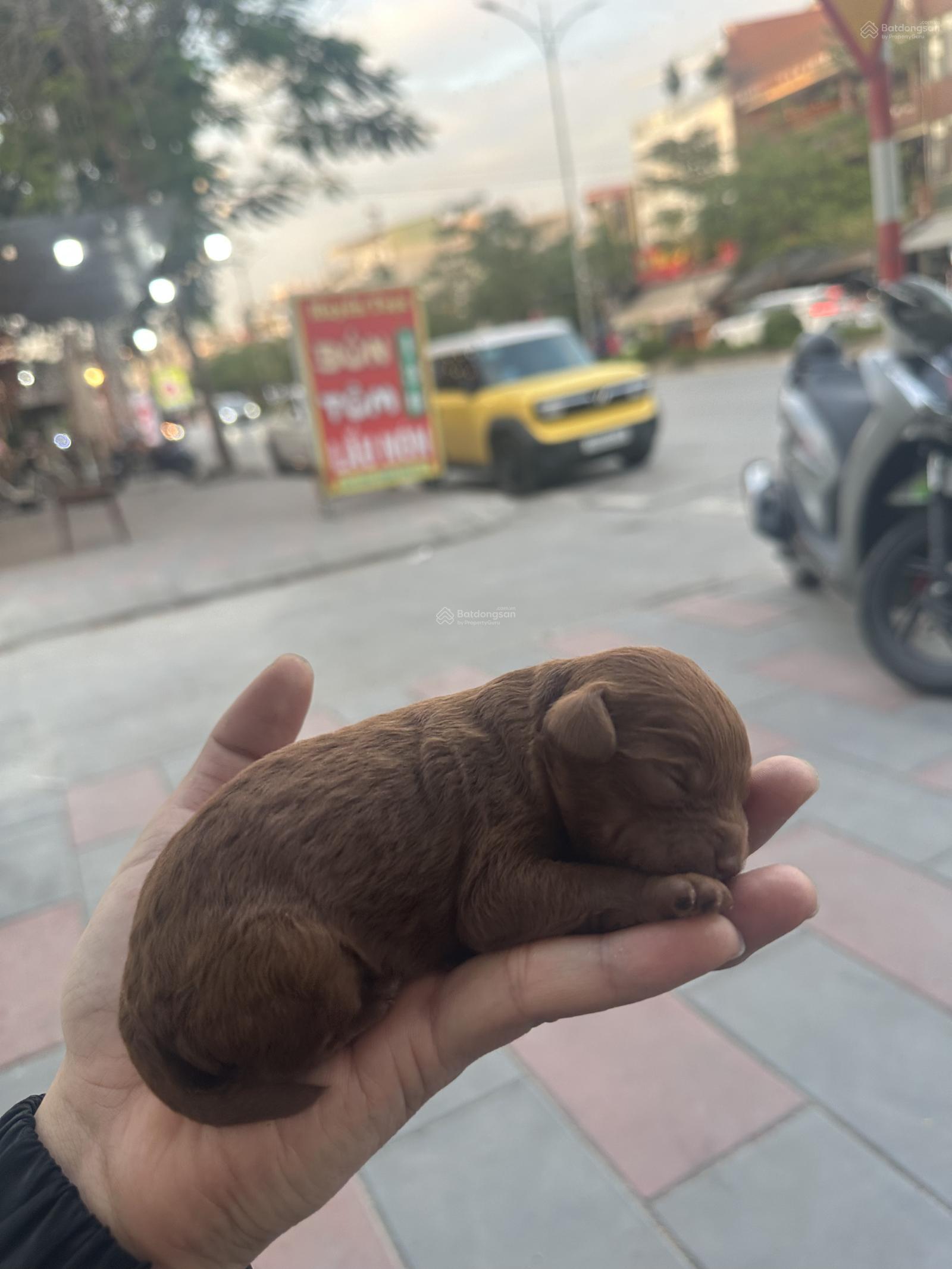 Bán căn đông nam rẻ nhất dự án giá chỉ 5,2 tỷ