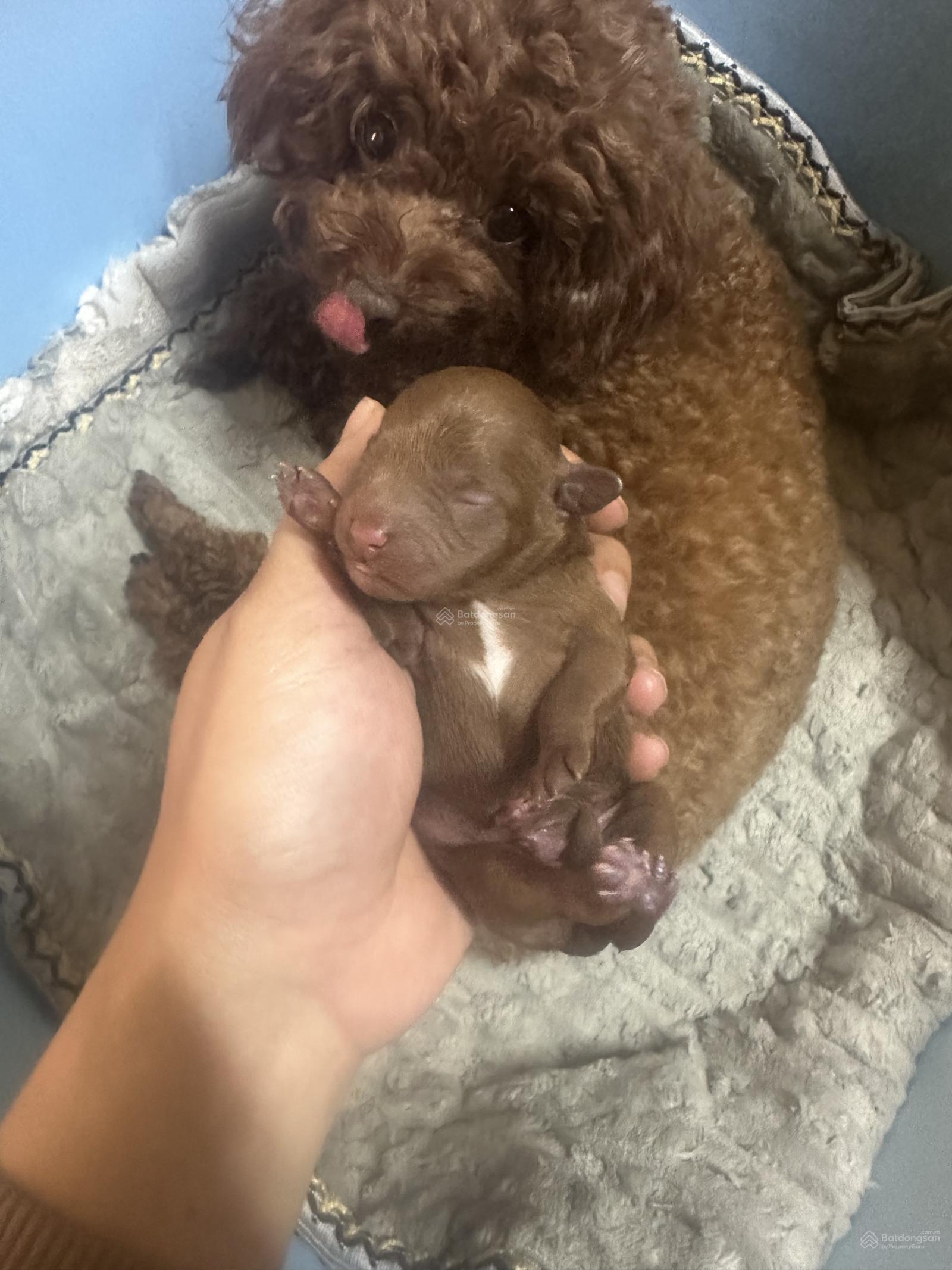 Bán căn 2 mặt thoáng sát trường Vin trục đường thông giá chỉ 5,x tỷ