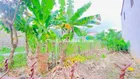 Bán đất 450 m2 gần cầu Đầu Sấu đường 3/2