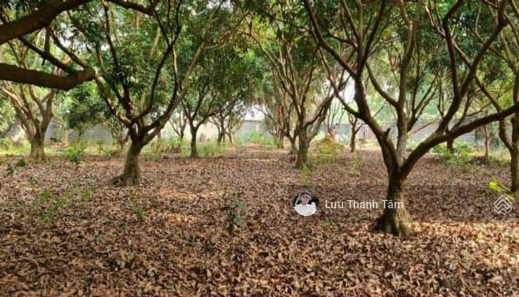 Bán đất Lương Sơn DT 4972 m2 phù hợp mọi tiêu chí sử dụng: Nghỉ dưỡng, phân lô, kho xưởng Bán đất Lương Sơn DT 4972 m2 phù hợp mọi tiêu chí sử dụng: Nghỉ dưỡng, phân lô, kho xưởng