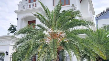 Nhà Đẹp Khu ven sông Trần Não, An Khánh, Quận 2 - Nhà 3 Tầng đậu oto, nội thất cao cấp giá 27 tỷ!