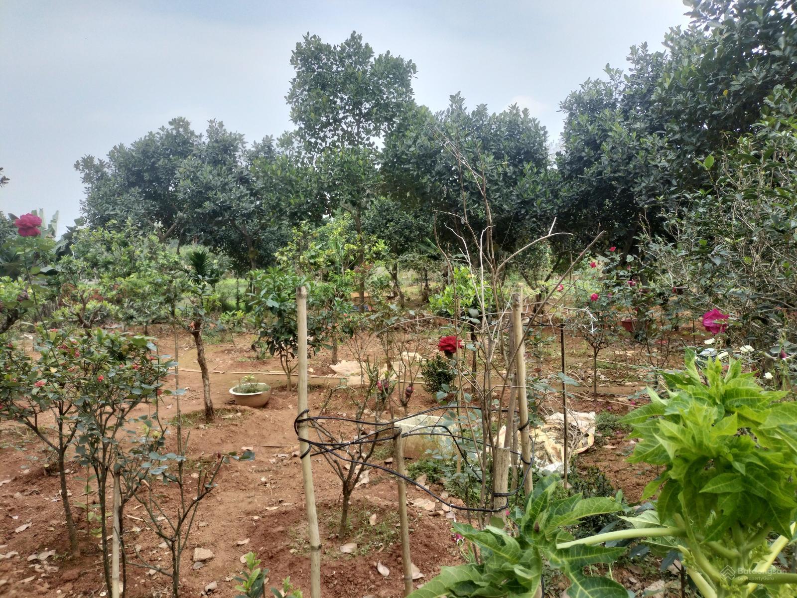 102 m2 đất thổ cư tại - Thôn Yên Thái - Xã Đông Yên cũ. Vị trí lô đất làn 2 Ql21A - khu dân cư 102 m2 đất thổ cư tại - Thôn Yên Thái - Xã Đông Yên cũ. Vị trí lô đất làn 2 Ql21A - khu dân cư