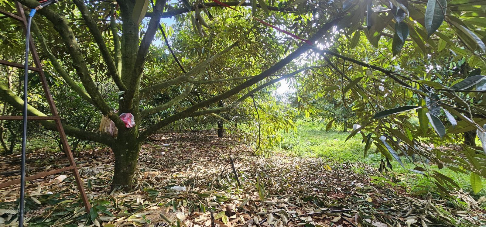 Bán 2 sào, 40m mặ đường , phủ hồng , sát đường mỹ xuân ngãi giao Bán 2 sào, 40m mặ đường , phủ hồng , sát đường mỹ xuân ngãi giao