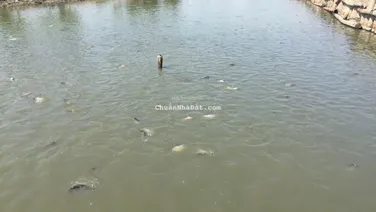 Bán đất Bình Hưng, Bình Chánh 5060m2, giá ~ 3tr/m2 quá rẻ