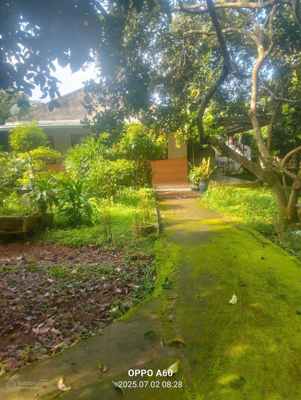 Bán vườn trái cây, trang trại nghỉ dưỡng