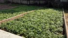 Bán đất tại Xã Thọ An, Đan Phượng, Hà Nội, 50 triệu/m2, 41.8m2, hàng hiếm đẹp