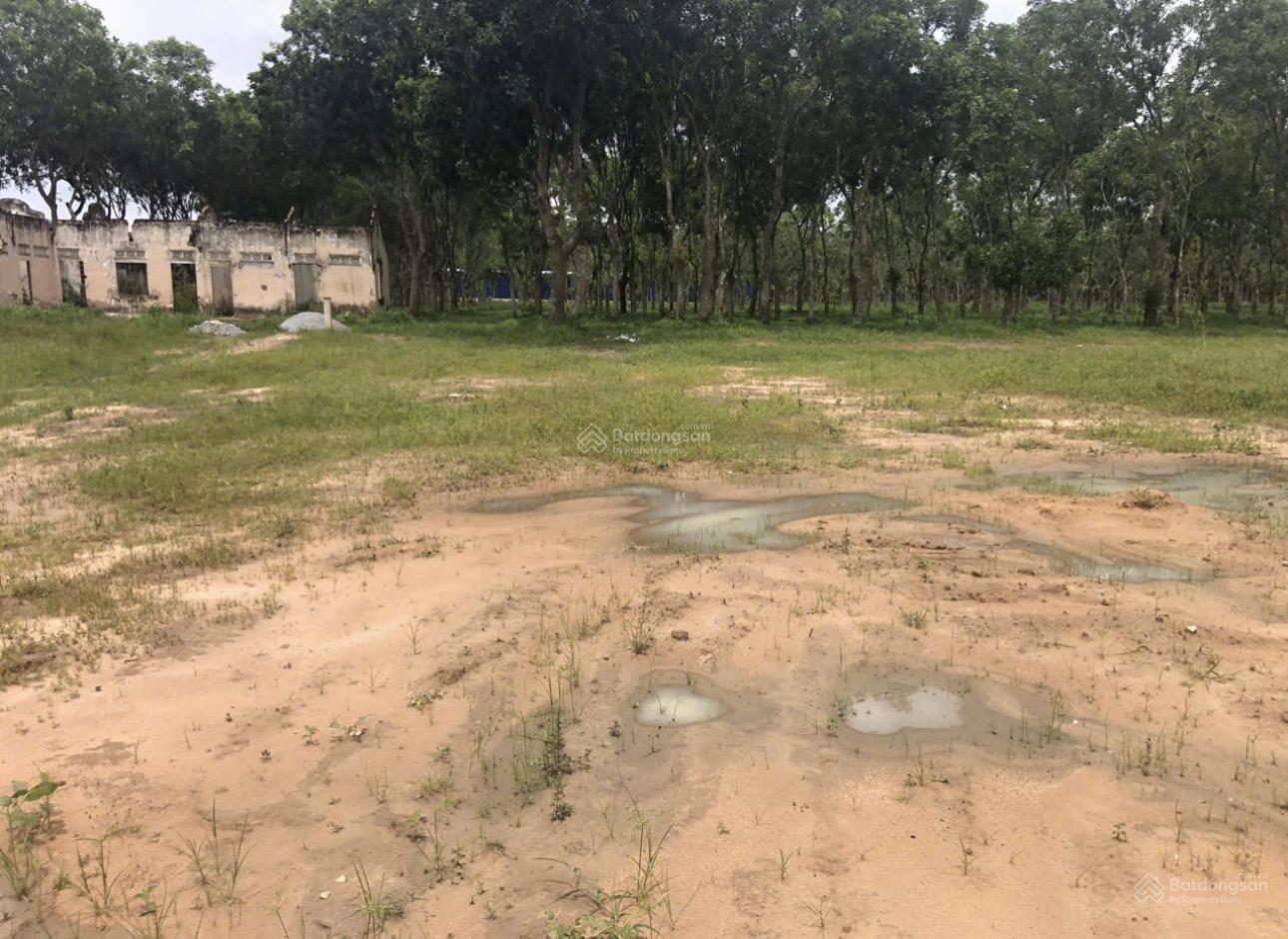 Bán 4,37ha đất mặt tiền QL13, Lai Hưng, Bàu Bàng