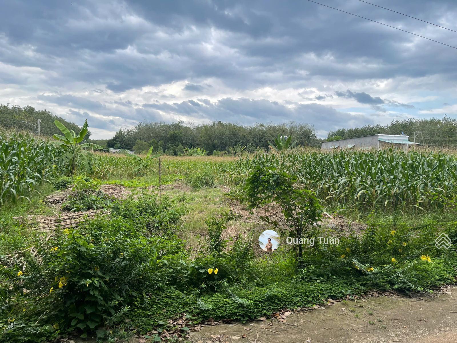 Ngộp bank cần ra lô đất thổ cư tại xã Phước Thành, TP.HCM gần trường học Tân Hiệp giá 520 triệu