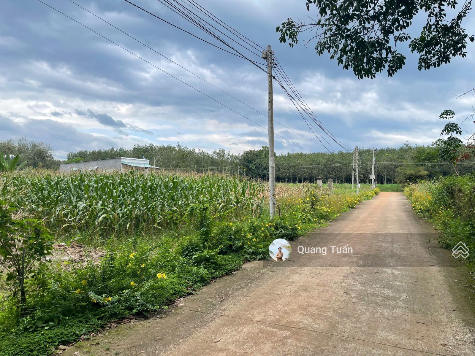 Ngộp bank cần ra lô đất thổ cư tại xã Phước Thành, TP.HCM gần trường học Tân Hiệp giá 520 triệu Ngộp bank cần ra lô đất thổ cư tại xã Phước Thành, TP.HCM gần trường học Tân Hiệp giá 520 triệu