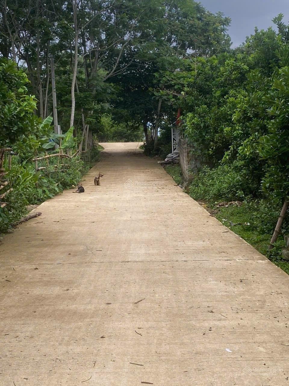 Lô đất sẵn vườn bưởi đã cho thu hoạch, 14m mặt đường liên xã Mường Hoa dân cư đông gần trường UB xã Lô đất sẵn vườn bưởi đã cho thu hoạch, 14m mặt đường liên xã Mường Hoa dân cư đông gần trường UB xã