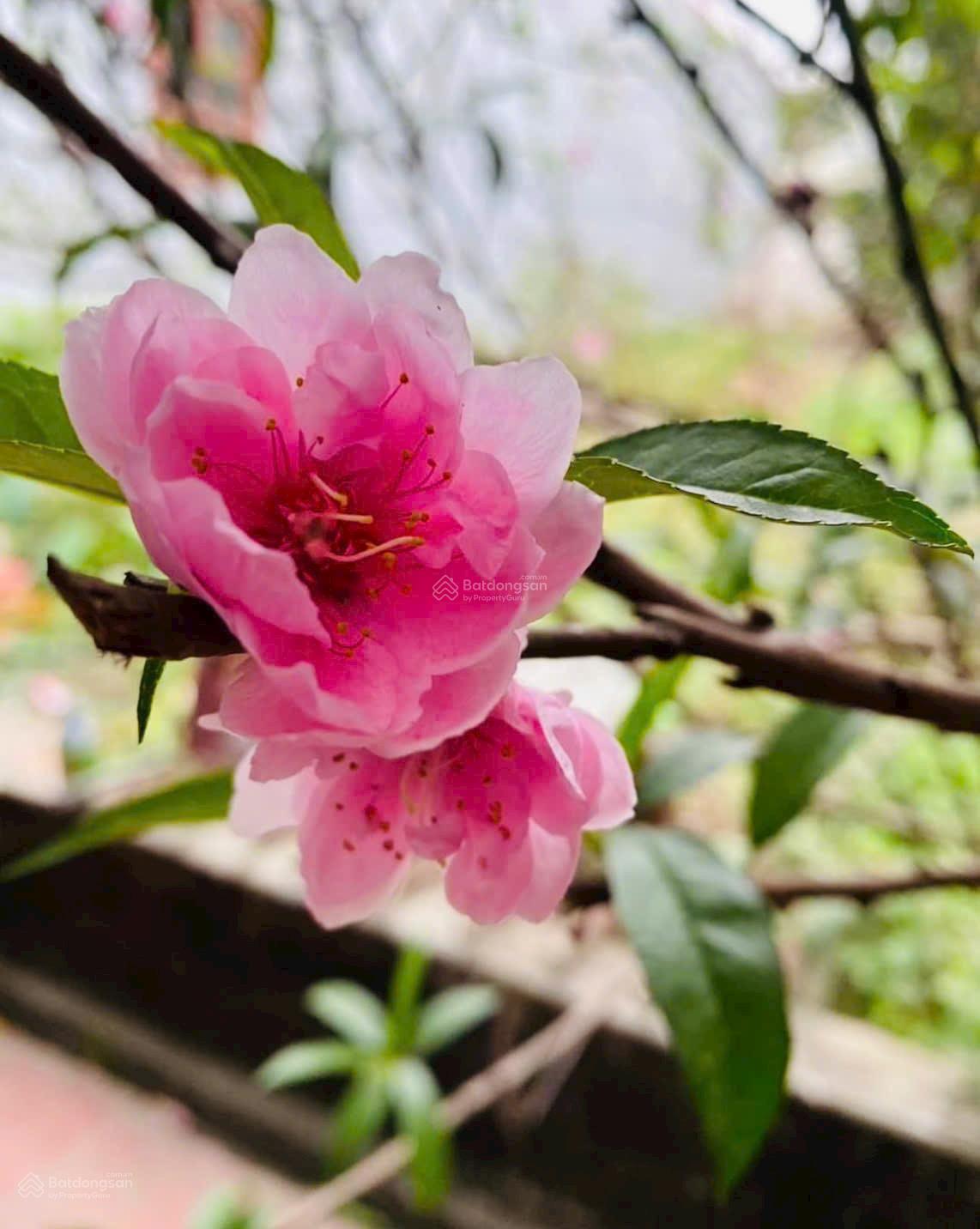 Hoa Hậu view vườn hoa sát phố Nguyễn Cao luyện,Việt Hưng.
DT: 60m2 căn góc 2 mặt tiền ô tô tránh KD